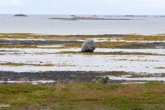 Nordland - Andøy - Andøya
