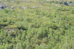 Sogn og Fjordane - Årdal - Fv53 - Holsbruvatnet