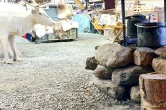 Troms og Finnmark - Balsfjord - Sami Shop Heia
