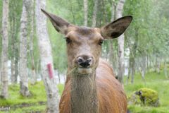 Troms og Finnmark - Bardu - Polar Park