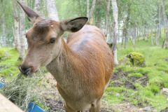Troms og Finnmark - Bardu - Polar Park