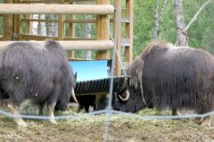 Troms og Finnmark - Bardu - Polar Park