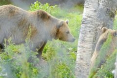 Troms og Finnmark - Bardu - Polar Park