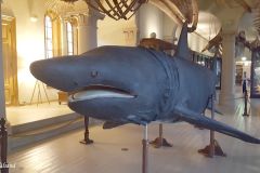 Hordaland - Bergen - Universitetsmuseet i Bergen - Naturhistorie