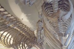 Hordaland - Bergen - Universitetsmuseet i Bergen - Naturhistorie