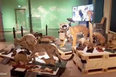 Hordaland - Bergen - Universitetsmuseet i Bergen - Naturhistorie
