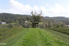 Agder - Birkenes - Mollestadeika