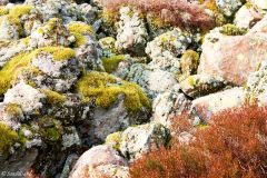Rogaland - Bjerkreim - Faureknuten - Detalj fra Grolidalen