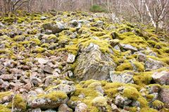 Rogaland - Bjerkreim - Veien langs Romsvatnet og Stølsvatnet