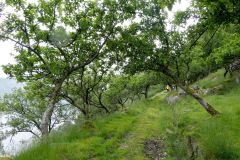 Rogaland - Bjerkreim - Ørsdalsvatnet - Dyrskog