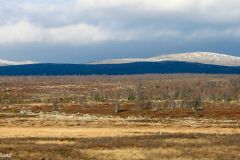 Innlandet - Dovre