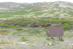 Innlandet - Dovre - Hjerkinn - På vei inn til Viewpoint Snøhetta