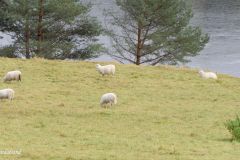 Agder - Evje og Hornnes - Fennefoss