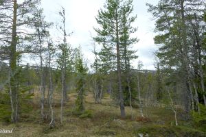 Flå