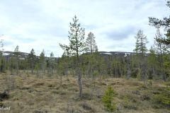 Buskerud - Flå - Fv287