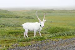 Troms og Finnmark - Gamvik - Slettnes