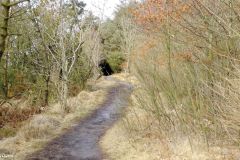 Rogaland - Hå - Grødalandskogen - Jærkysten