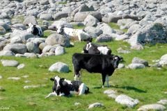 Rogaland - Hå - Mellom Varhaug gamle kirkegard og Husvegg - Jærkysten
