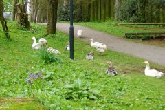 Rogaland - Hå - Nærbø - Fugleparken
