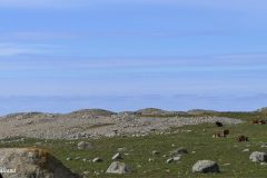 Rogaland - Hå - Hå Gamle Prestegard - Gravhauger - Jærkysten