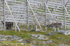 Troms og Finnmark - Hammerfest - Salen