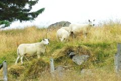 Rogaland - Haugesund - Ørpetveit gårdstun