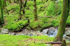 Rogaland - Hjelmeland - Eventyrskogen i Årdal