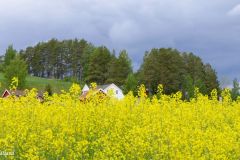 Buskerud - Hole