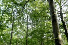 Vestfold - Horten - Karljohansvern - Hortenskogen