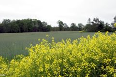 Vestfold - Horten - Borre