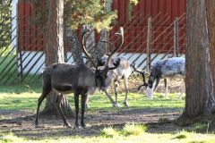 Troms og Finnmark - Karasjok - Sapmi Park