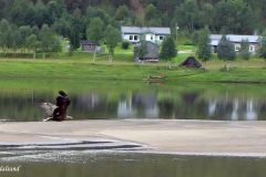 Troms og Finnmark - Karasjok - Tanaelva - Kongeørn i svev