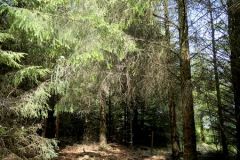 Rogaland - Klepp - Øksnevadskogen