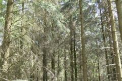 Rogaland - Klepp - Øksnevadskogen