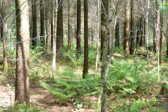 Rogaland - Klepp - Øksnevadskogen