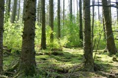 Rogaland - Klepp - Øksnevadskogen