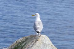Møre og Romsdal - Kristiansund - Grip