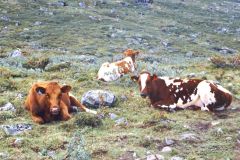 Innlandet - Lom - Jotunheimen - Kyr som ble jaget opp på sommerbeite i august