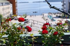 Møre og Romsdal - Molde - Rosehagen