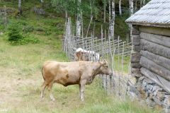 Innlandet - Nord-Aurdal - Fagernes - Valdres folkemuseum