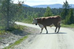 Innlandet - Nord-Fron - Peer Gynt seterveg