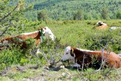 Innlandet - Nord-Fron - Peer Gynt seterveg