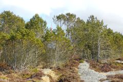 Rogaland - Randaberg - Turveien fra Kvernevik til Viste - Jærkysten