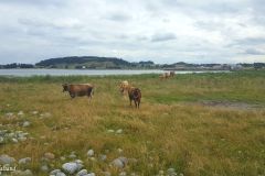Rogaland - Randaberg - Børaunen