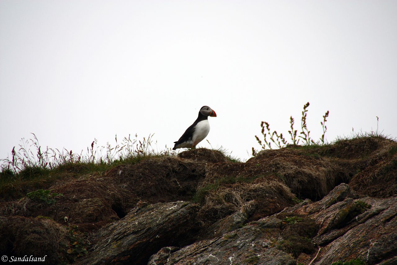 Nordland - Røst - En enslig lundefugl