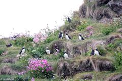 Nordland - Røst - En liten koloni med lundefugler
