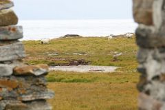 Nordland - Røst - Ruinen av den gamle steinkirken