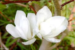 Rogaland - Sandnes - Arboretet