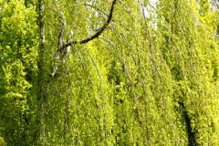Rogaland - Sandnes - Arboretet
