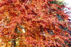 Rogaland - Sandnes - Arboretet